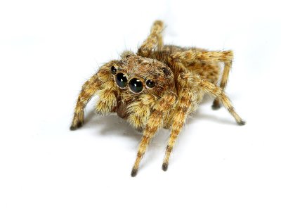 Jumping spider by Bob K.