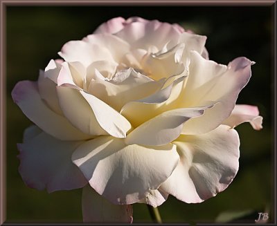 Late Afternoon Rose by jennyi