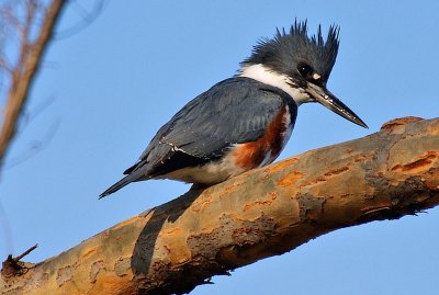 Female Belted KINGFISHER
