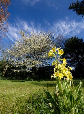 Cowslips and Cherry Blossom by jono