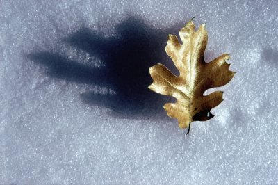 leaf on Snow by Paul Wear