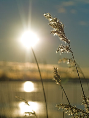 Sun and wheat