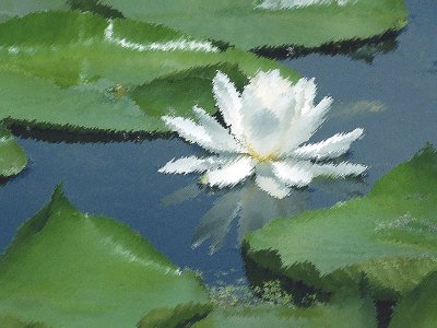 Evening Waterlillies-Shirley