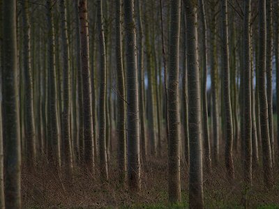 3rd Place - Trees at dusk by Bruce Clarke