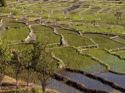 Ricefields on Flores by Geophoto