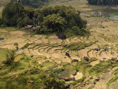 Ricefields on Sulawesi by Geophoto