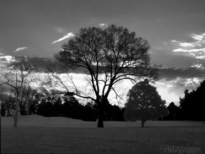 tree at sunrise in the style of Ansel Adams