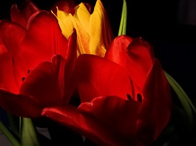 Tulips, by Alistair