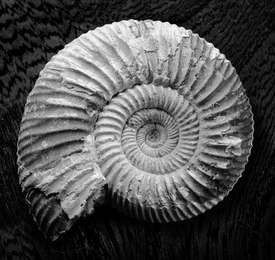 Ammonite on Oak Chair by Flick Merauld