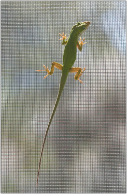 Anole by Kenneth Christian