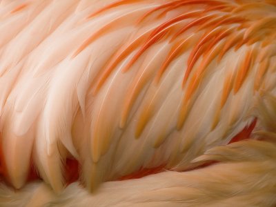 c53  - Texture 1st Place - Flamingo in Peach