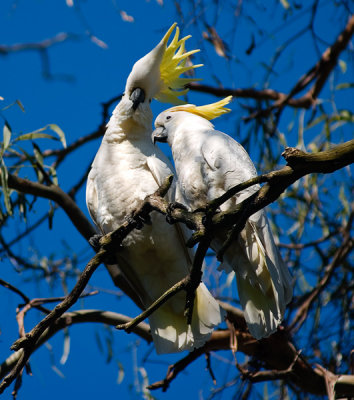 Pair Sulphur Crested Cockatoos by Dennis