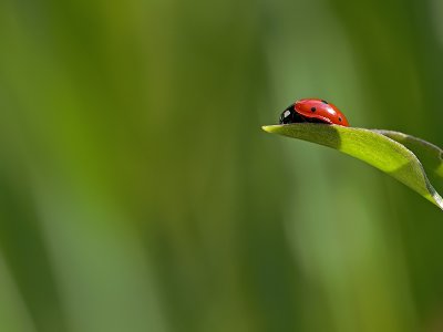 RED ladybird - Marc (Cynops)