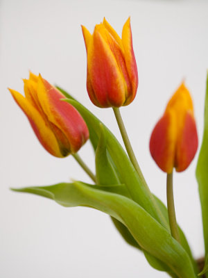Faded Tulips #1