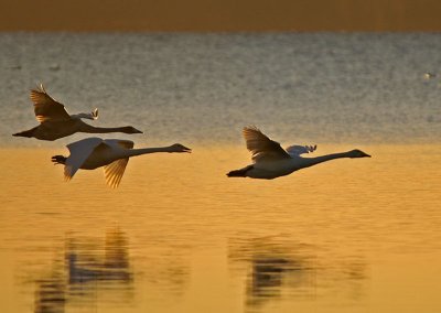 Sunset Swans - Fred