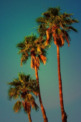 Tres Palms 01 by Paul Wear