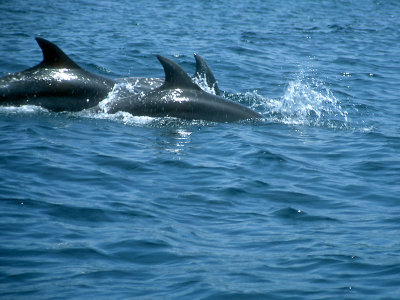 Dolphins by Geophoto