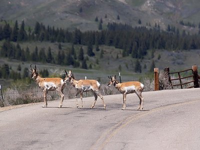 Stop for the Antelope by jennyi