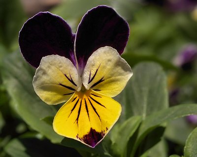 Mickey Mouse of the Pansy World by jennyi