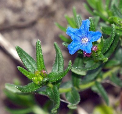 blueflower by duncan