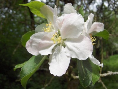 An apple flower waiting for visitors by Bienenwabe.