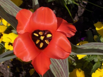 An attractive tulip flower by Bienenwabe.