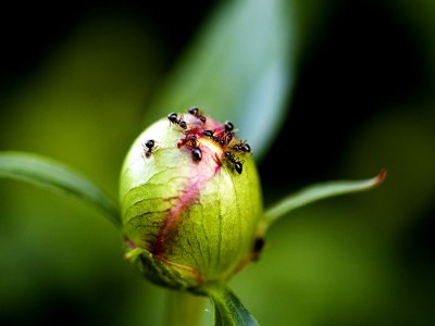 The ants and peonies by Lou Cioccio