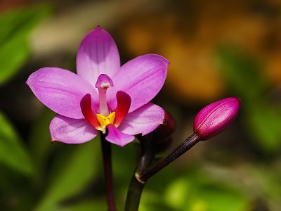 Caribbean orchid - Marc (Cynops)