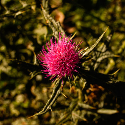 Thistle flower by Dennis