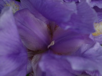 Iris close up