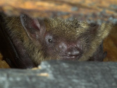 Bat hair day - Bob K.