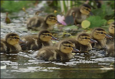 Ducklettes - Brent