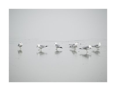 14 gulls - charlie