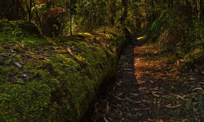 Passage past fallen giant by Dennis