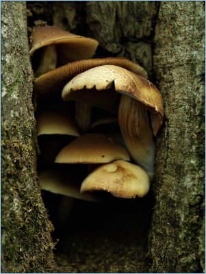 mushrooms - brent