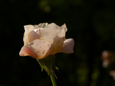 Rose petalsHelmi