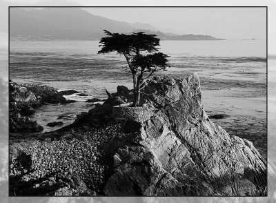 Cypress Tree point