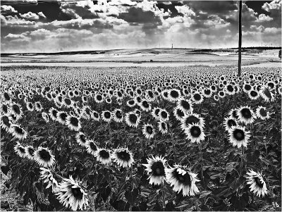 5th - Sunflowers by FrankM