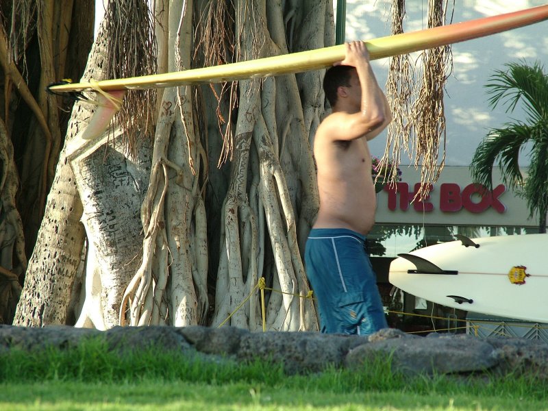 Surf Board and Banyan Tree