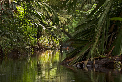 One of jungle canals