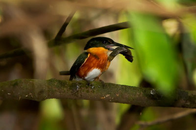 American Pygmy Kingfisher