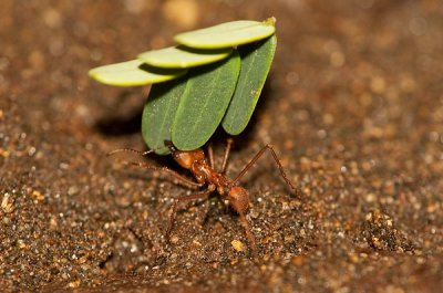 Leaf cutting ant