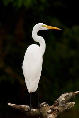 Great White Heron