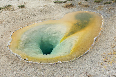 Mustard Pool