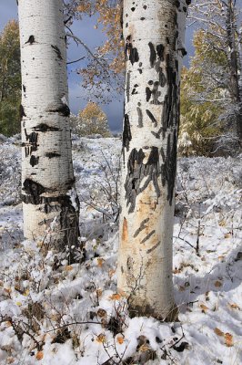 Bear claw marks on Aspen trunk