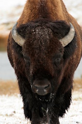 Bison