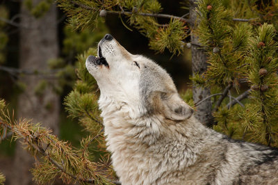 Howling Gray Wolf