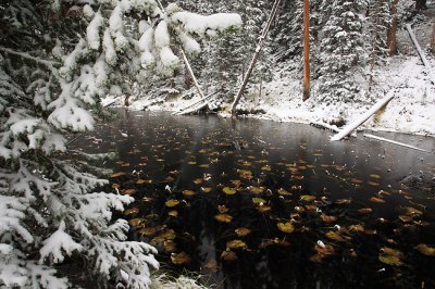 Frozen Water Lilies