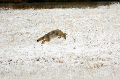 Coyote hunting for rodents