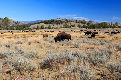 Bison - Yellowstone NP